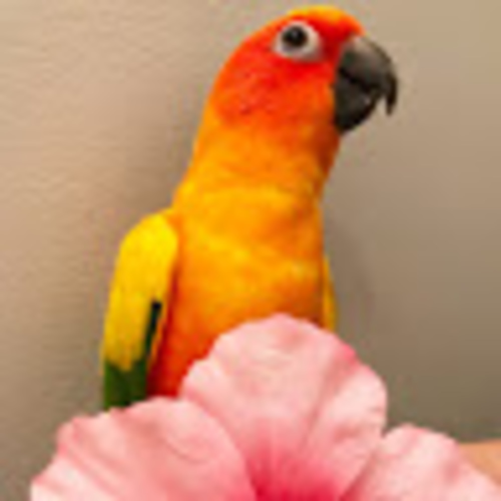 Meet your Posher, Kiwi